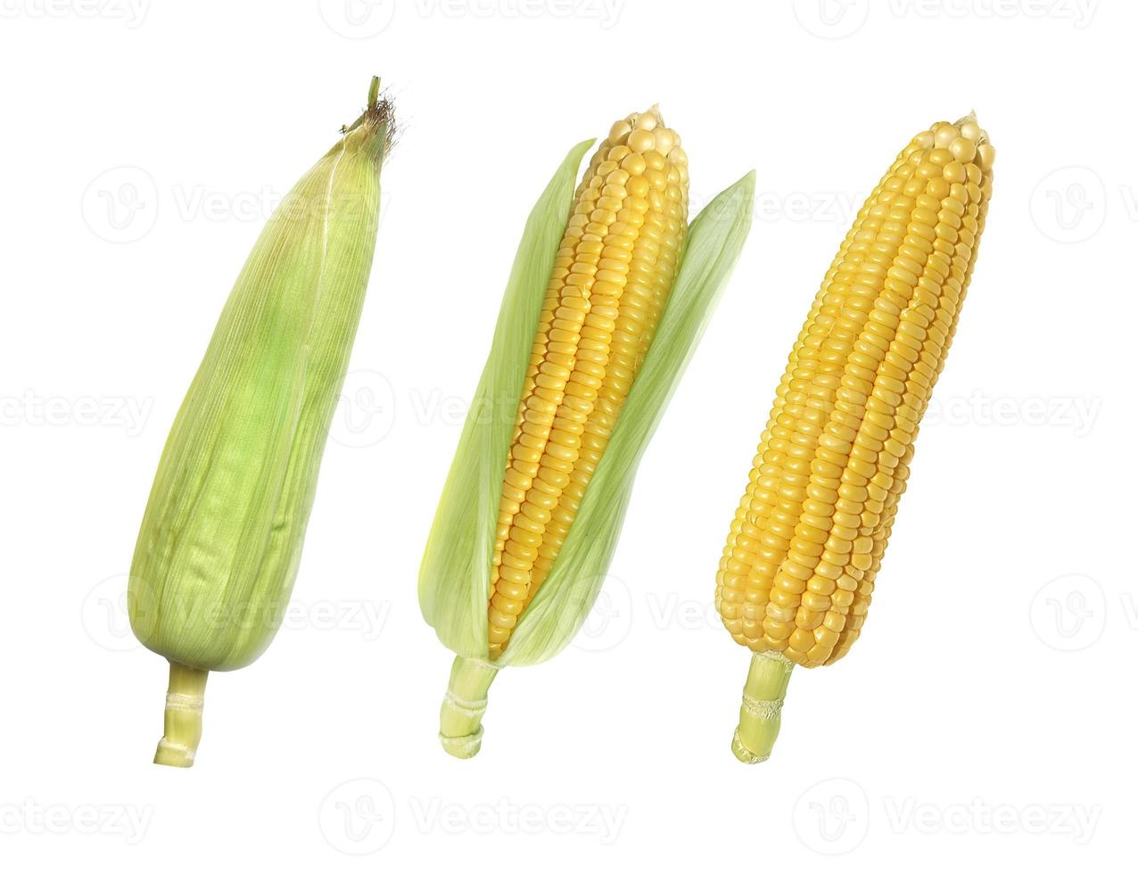 Set of Sweet corn isolated on white background photo