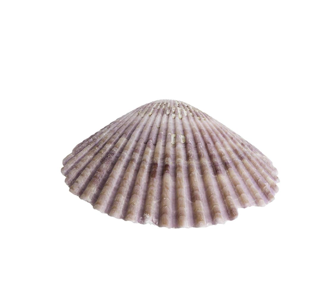 Scallop seashell isolated on white photo