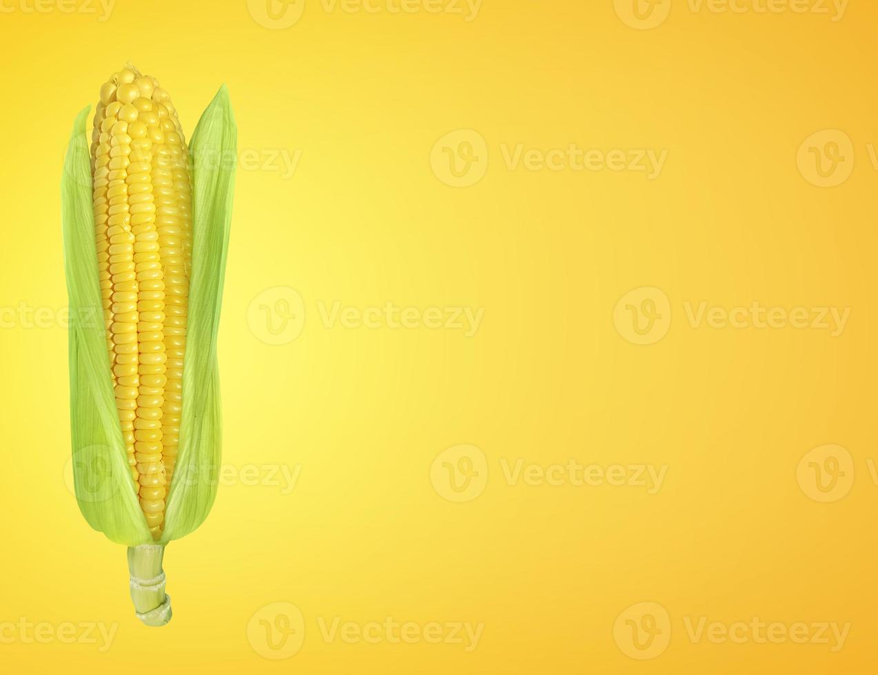 Corn fresh on yellow gold background 10219655 Stock Photo at Vecteezy