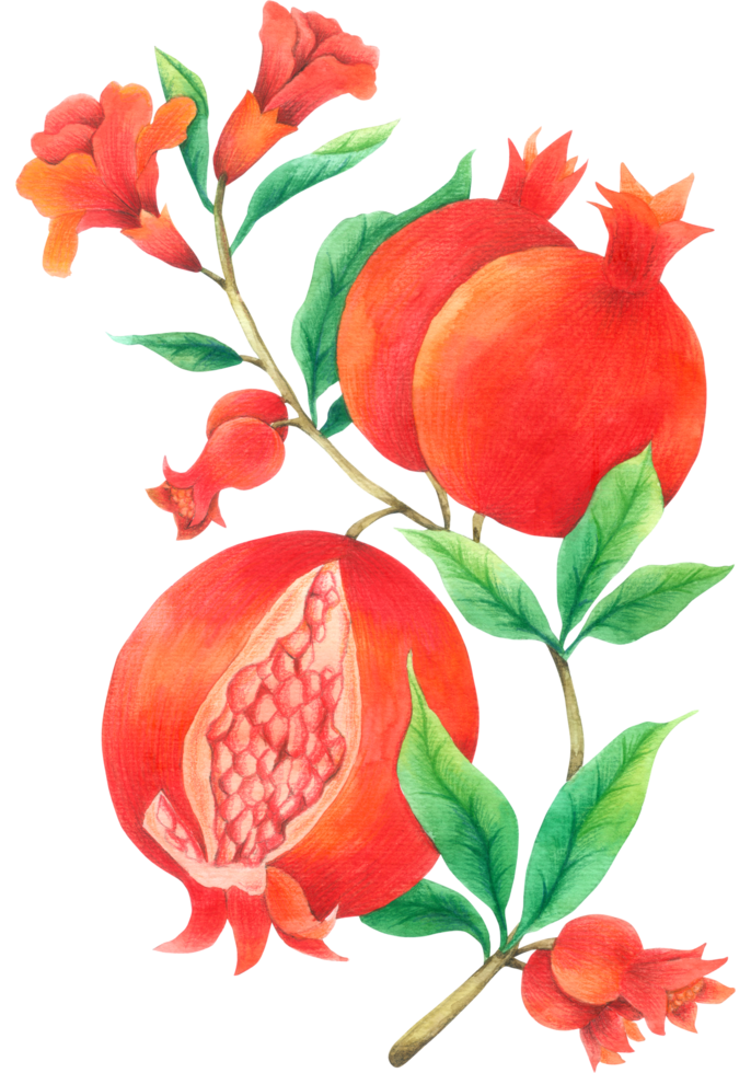 granatäpple akvarell handfärg png
