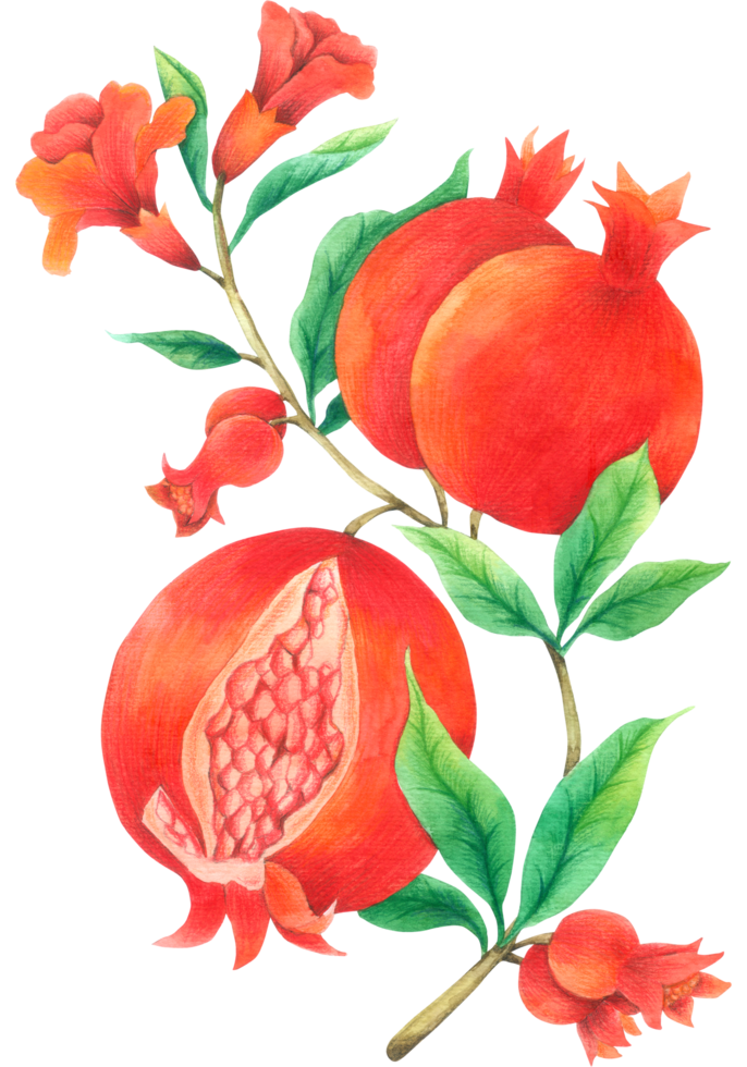 Granatapfel-Aquarell-Handfarbe png