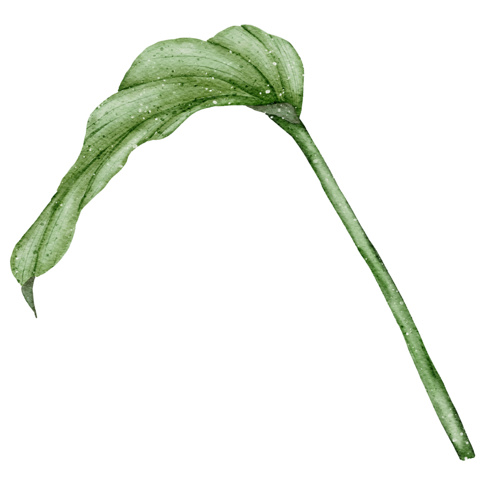 acuarela de la planta monstera png