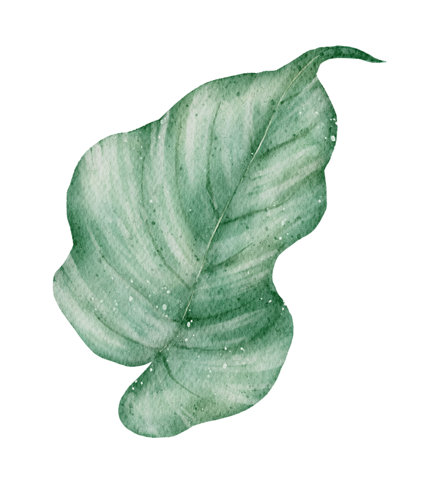 aquarelle élément feuille png