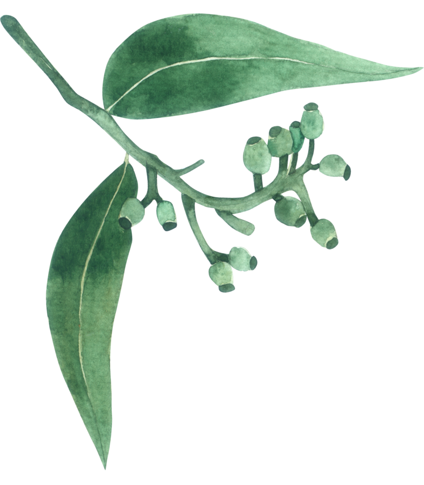 Green Leaf Element watercolor png