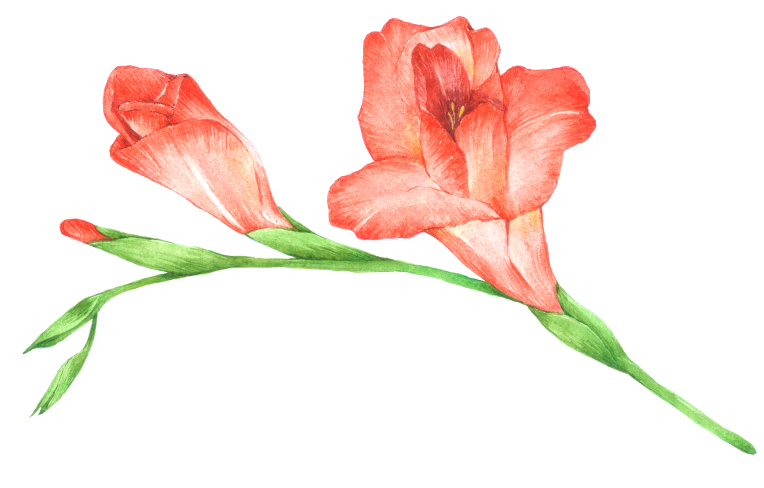 fleur aquarelle fleur de mariage png