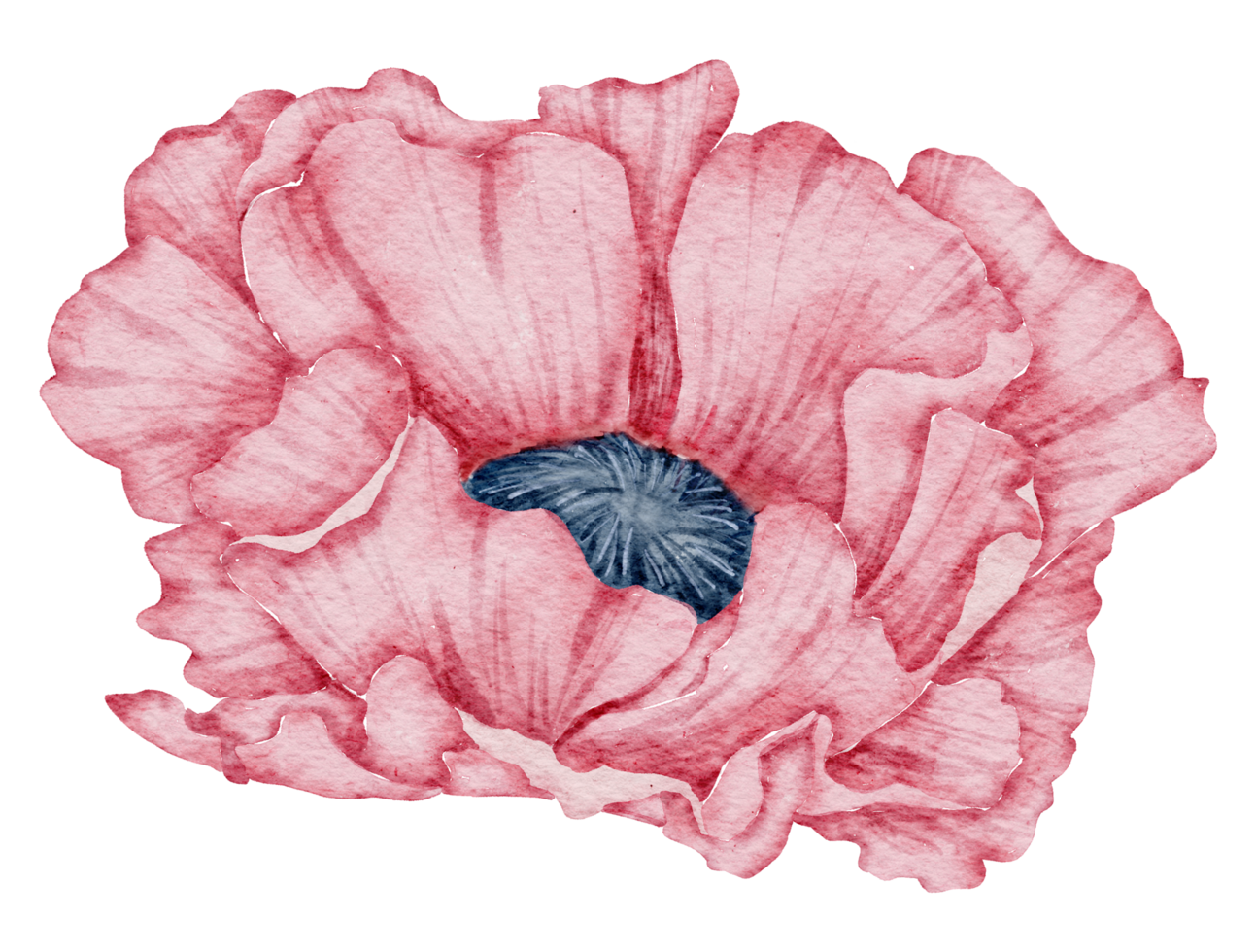acuarela de flor de anémona png