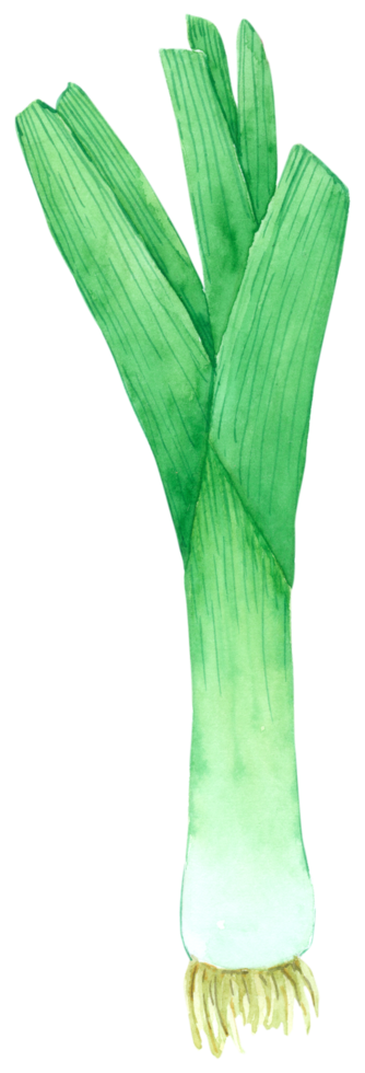 vegetabilisk akvarell handfärg png