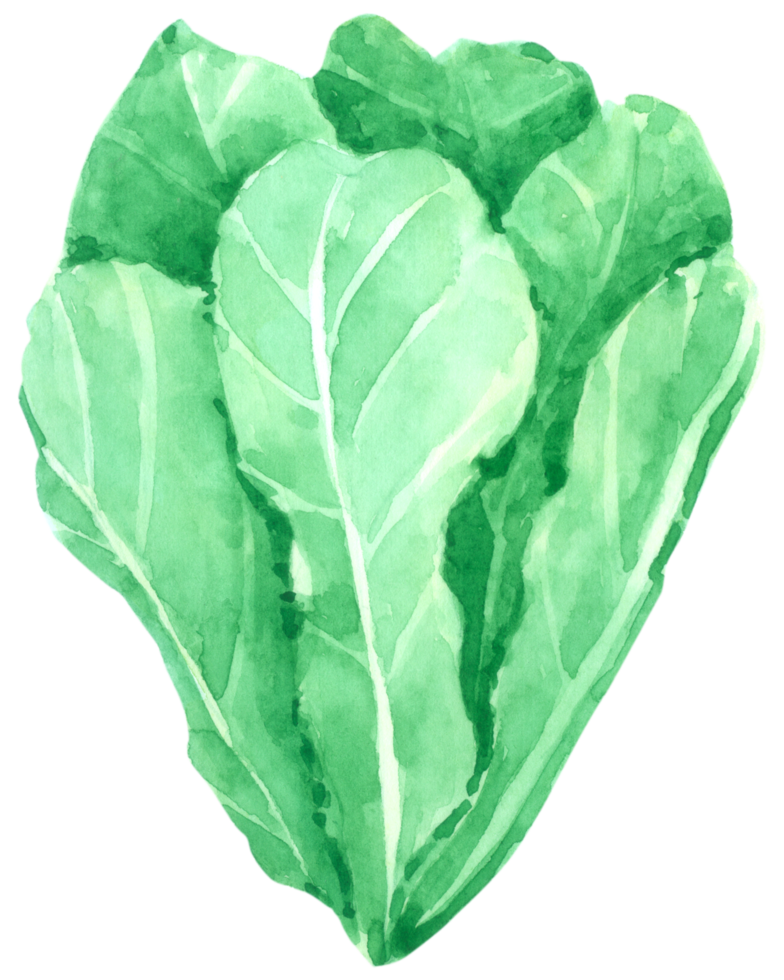 Vegetable watercolor hand paint png
