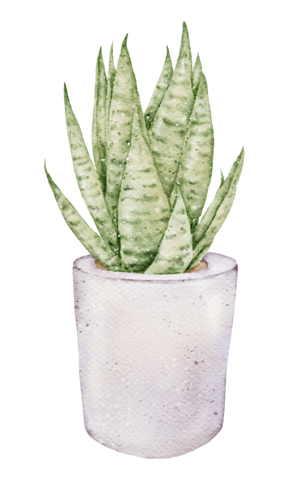 House plant watercolor png