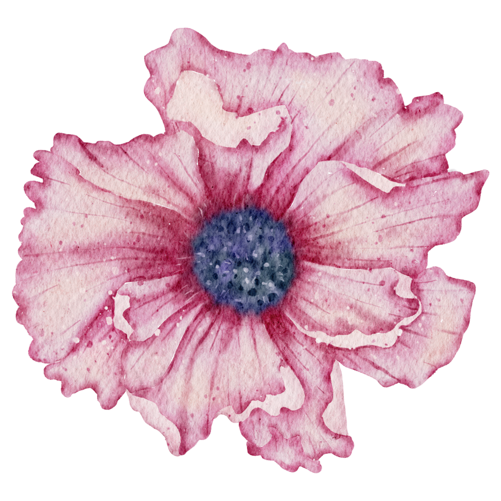 aquarelle de fleur d'anémone png