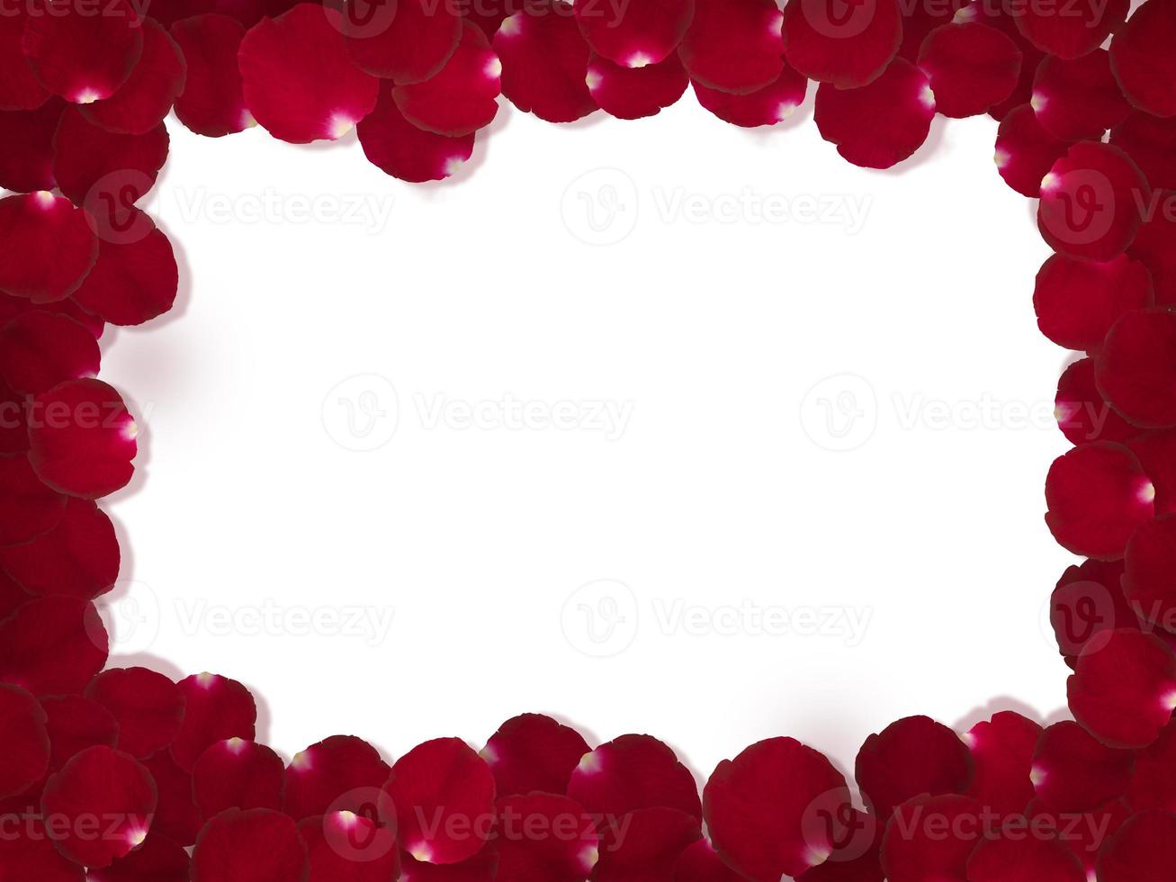 Románticos pétalos de rosas rojas sobre fondo blanco. foto