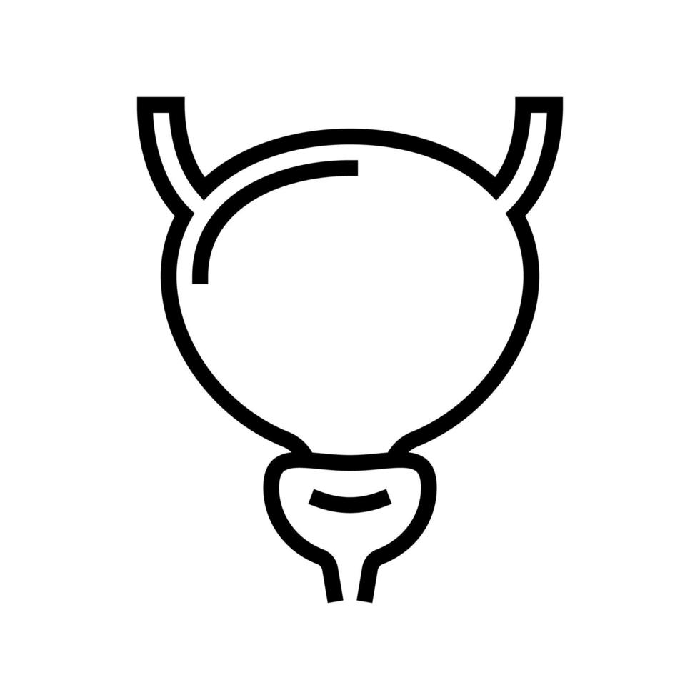 bladder human organ line icon vector illustration