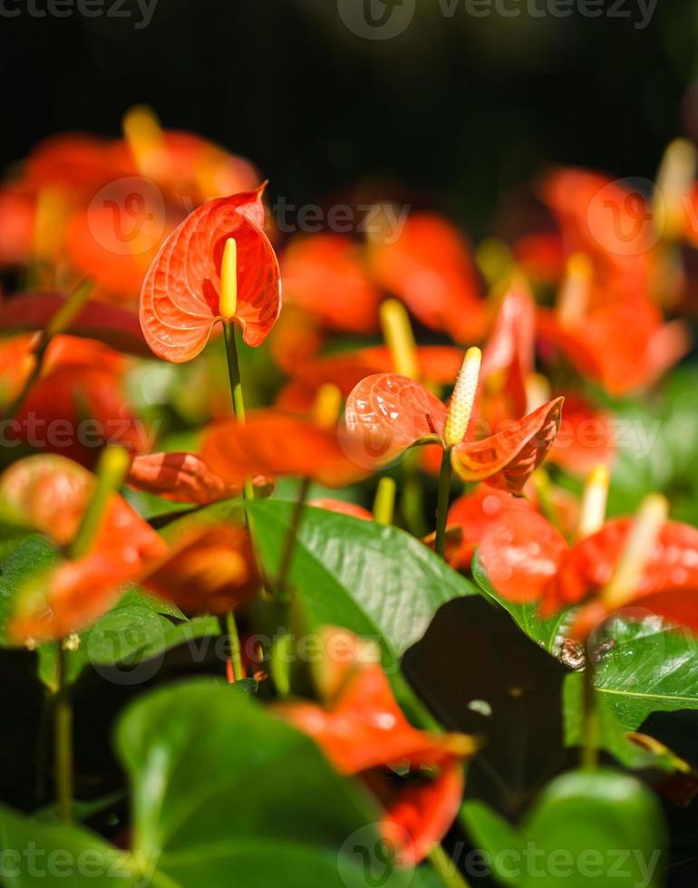 Orange Anthurium flower or flamingo flower in the garden photo