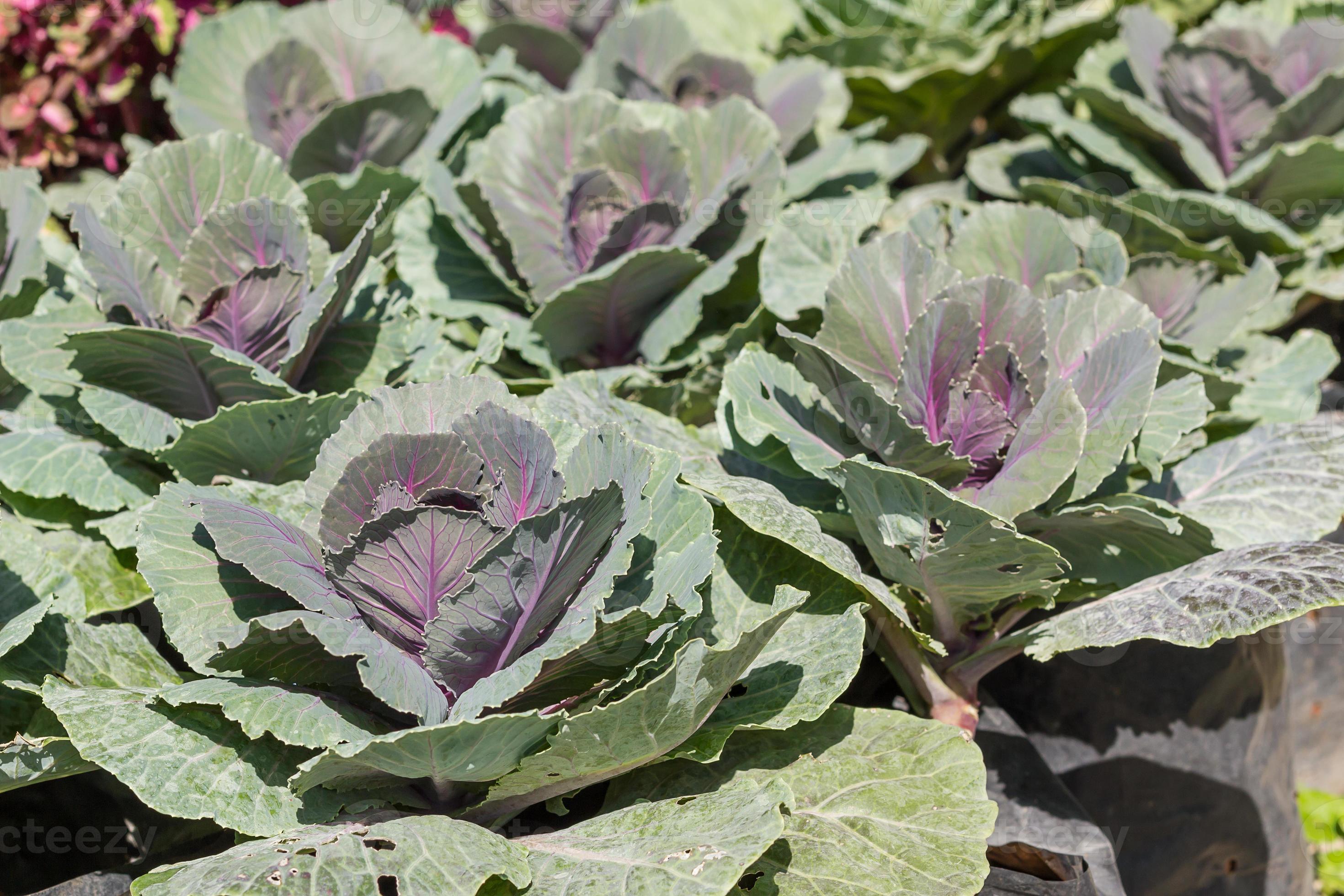 Young Purple cabbage in garden 10220777 Stock Photo at Vecteezy