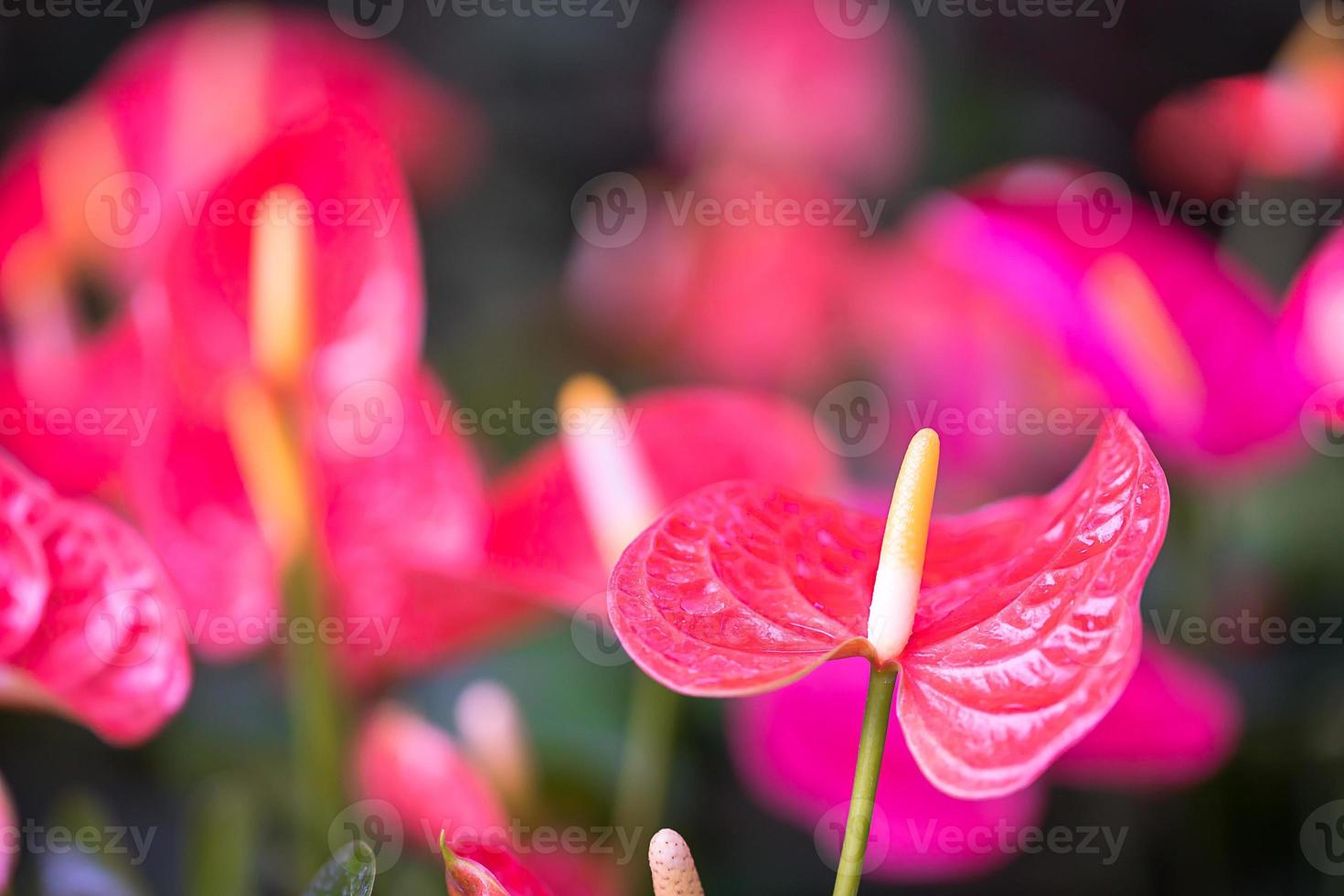 Close up of anthurium flowers photo