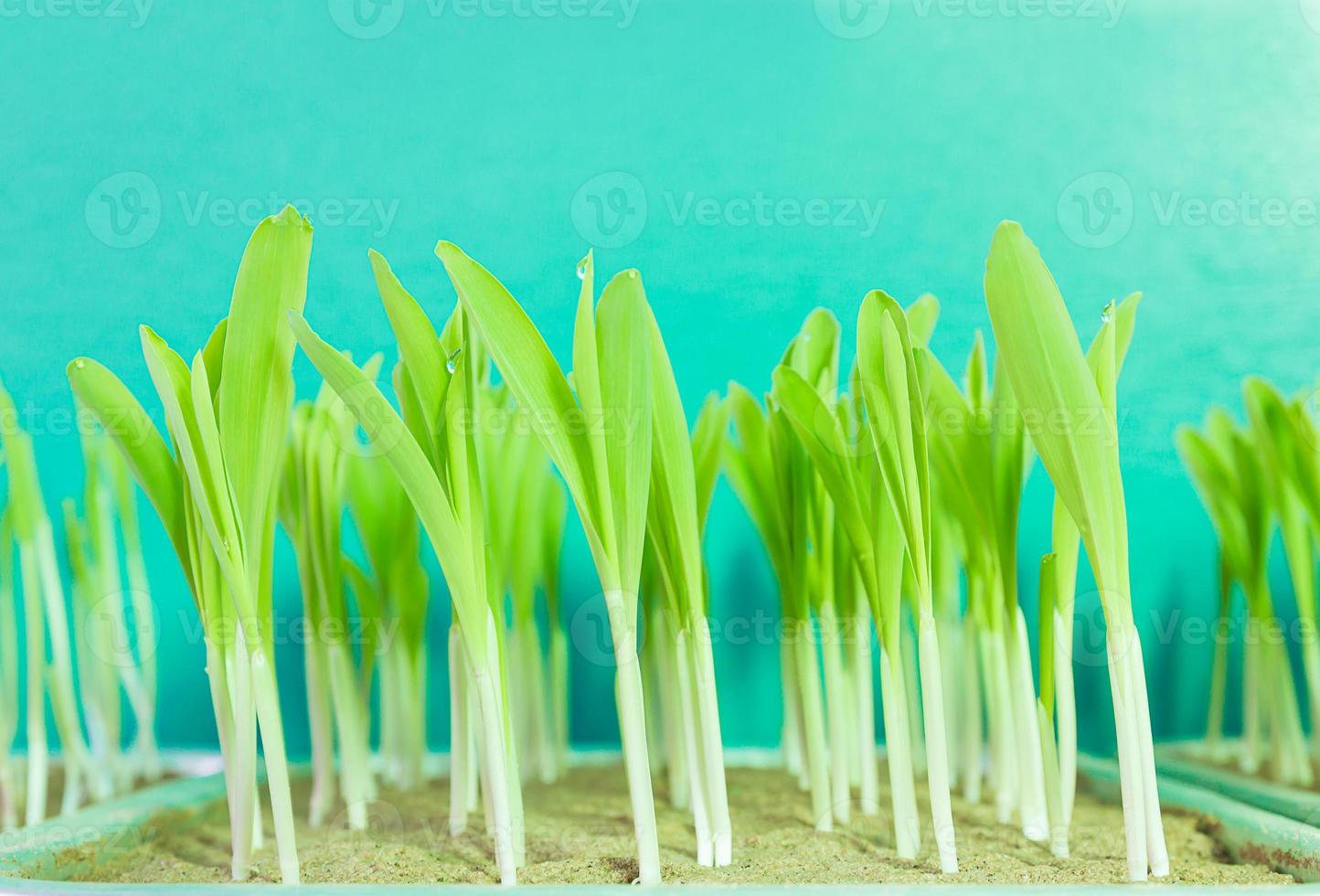 Young corn seedling growing photo