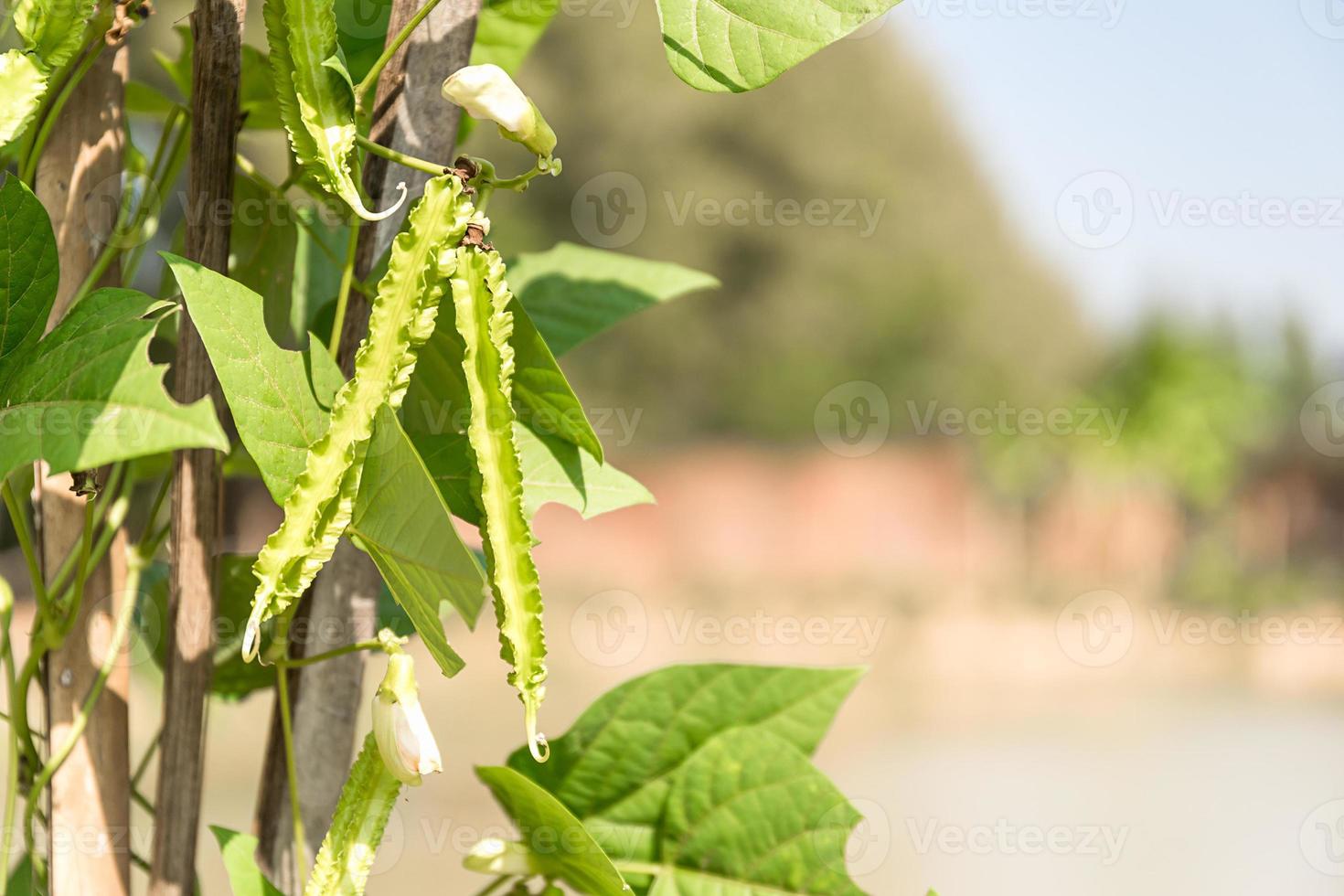 frijol alado o frijol princesa en el árbol foto