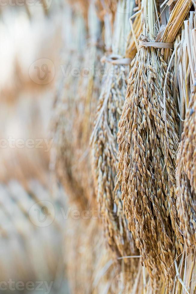 Dry paddy rice seeds photo