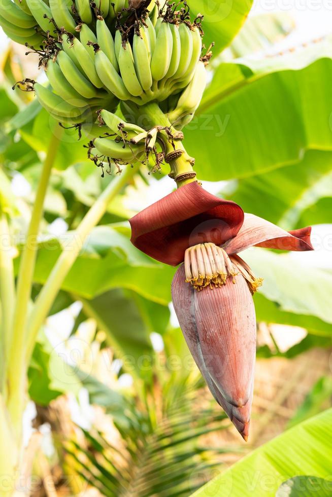 Banana flowers hanging on a banana tree 10220840 Stock Photo at Vecteezy