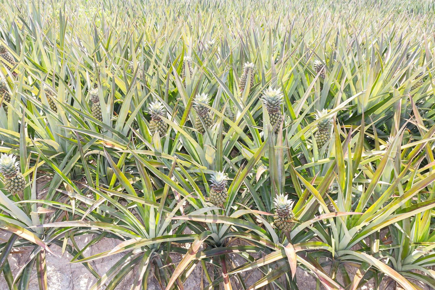 Baby pineapple plantation photo