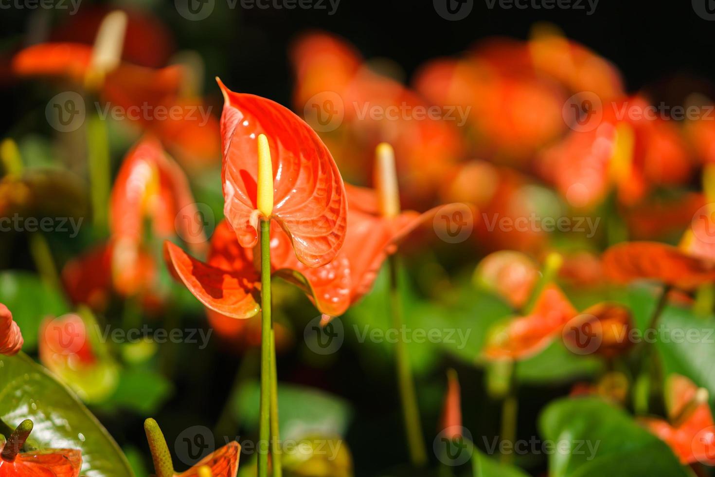 Orange Anthurium flower or flamingo flower in the garden photo