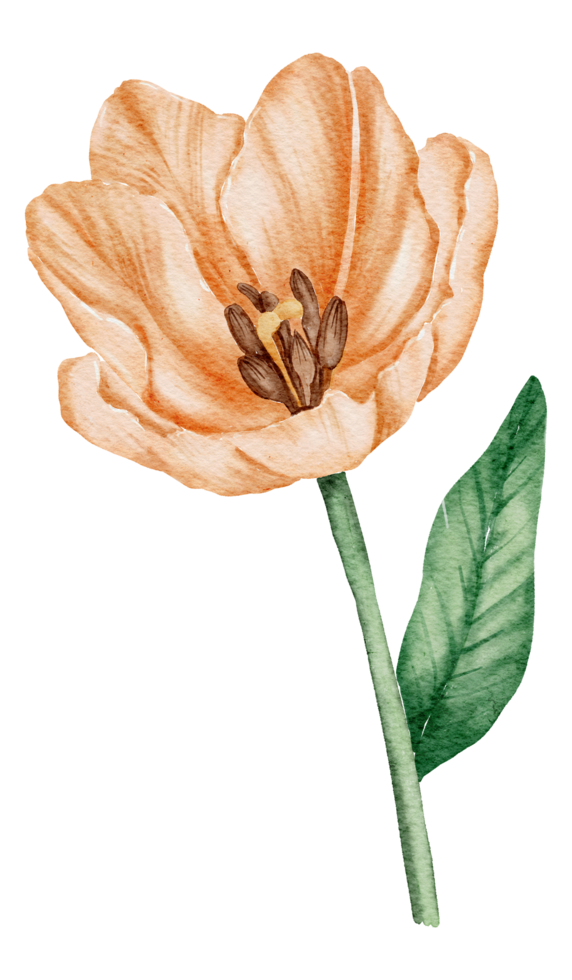 tulipán flor acuarela png