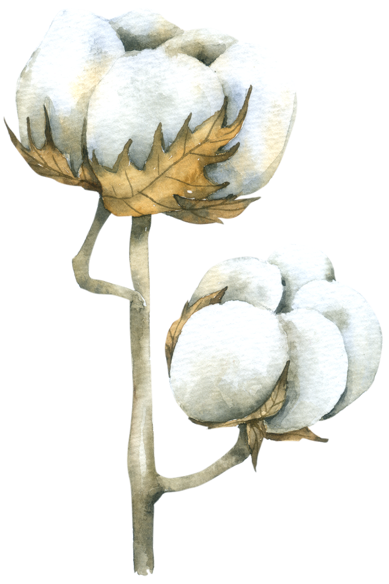 cotton flower watercolor hand paint 10221179 PNG