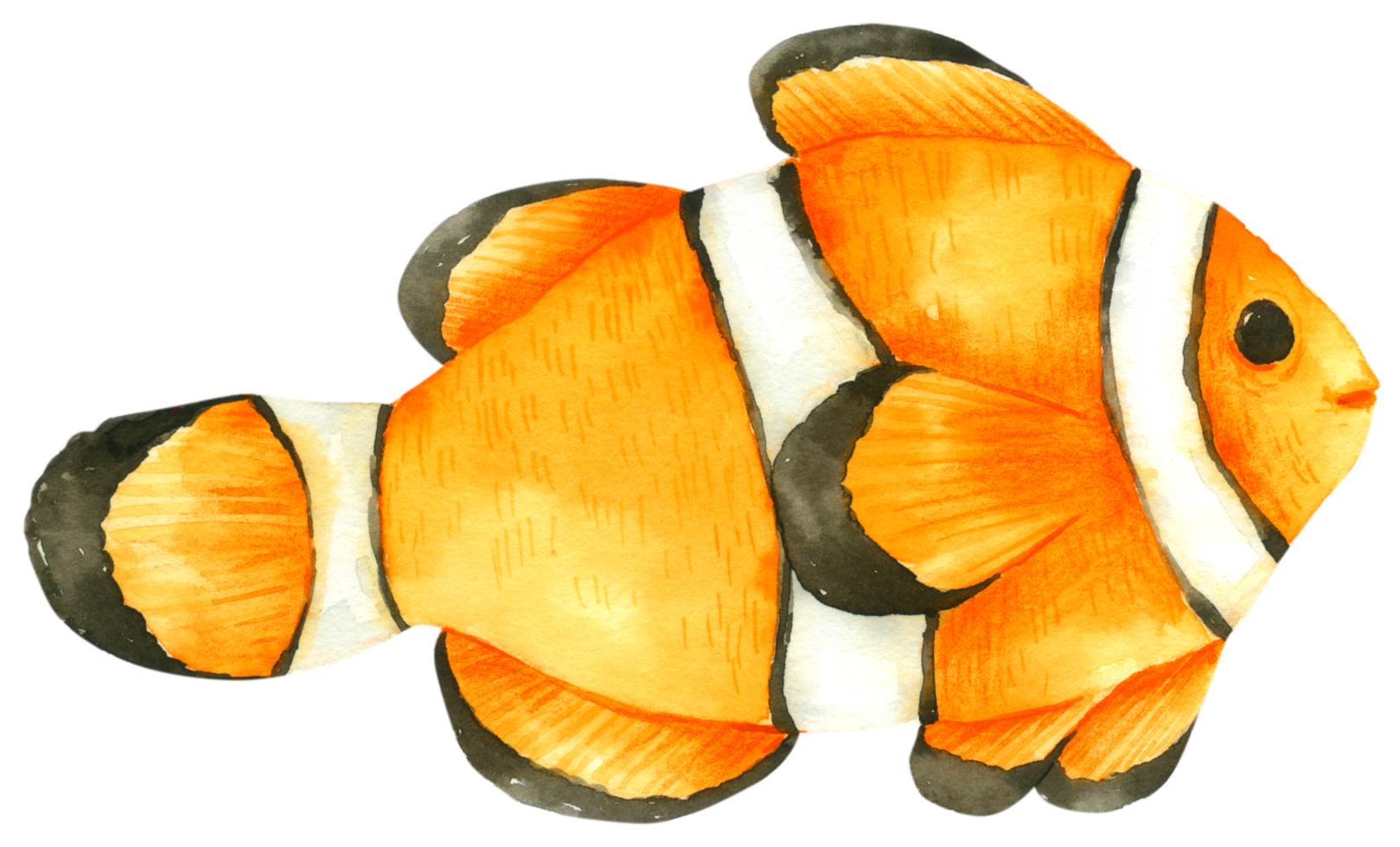 Fish watercolor hand paint png