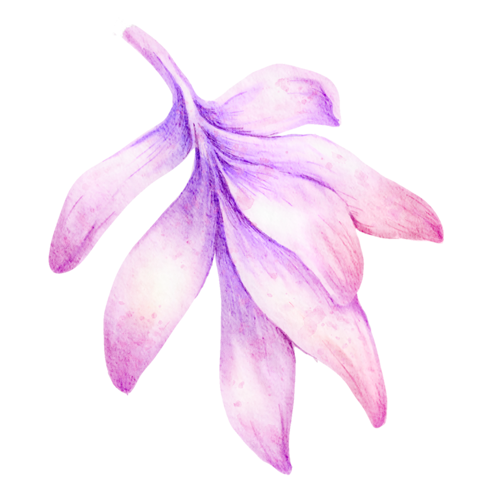 élément de fleur fleur de mariage aquarelle png