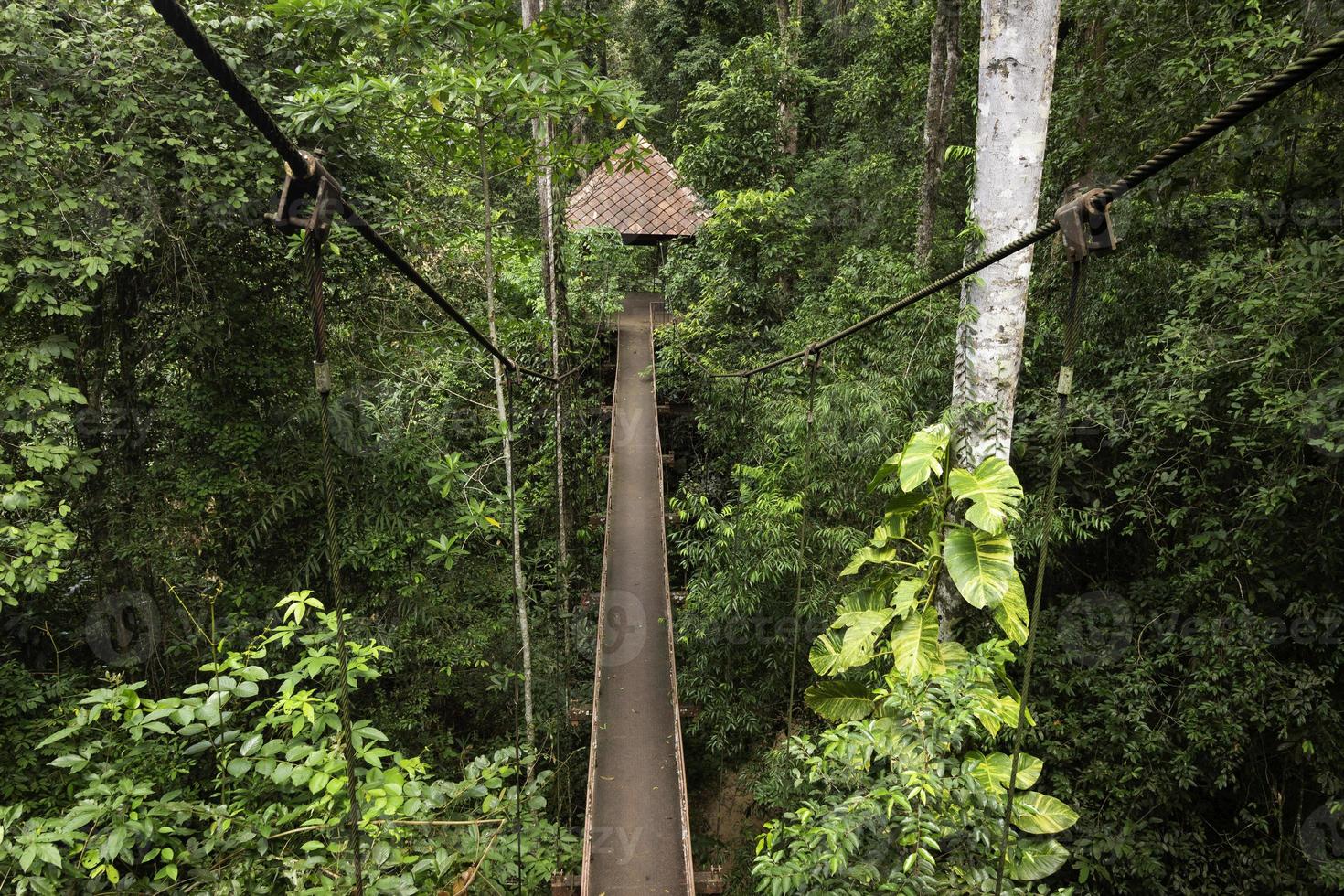 bridge and rainforest photo