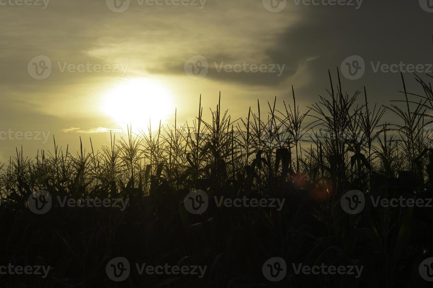 campo de maíz al atardecer foto