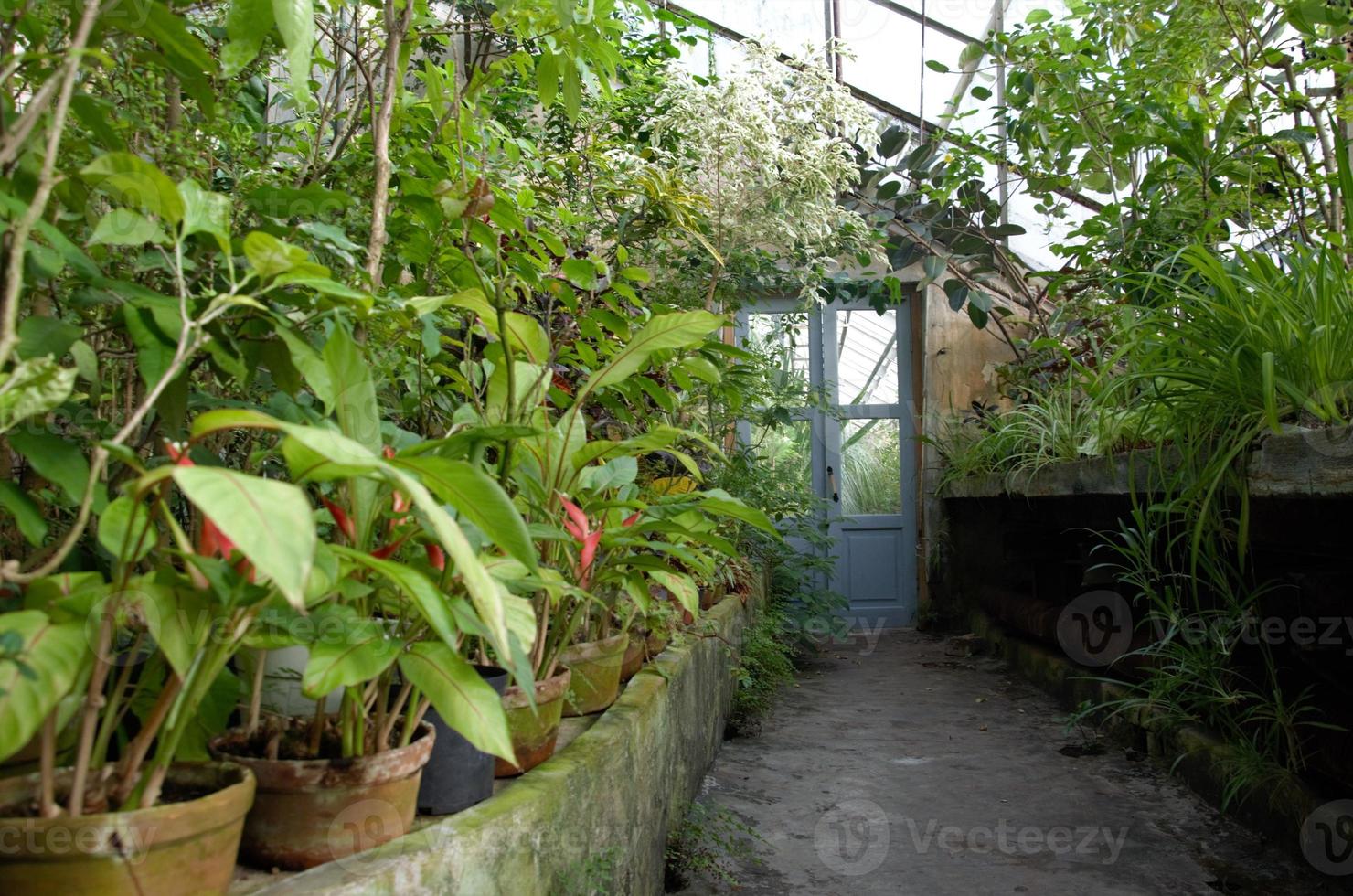 habitación tropical en el jardín botánico. trópicos bajo el techo foto