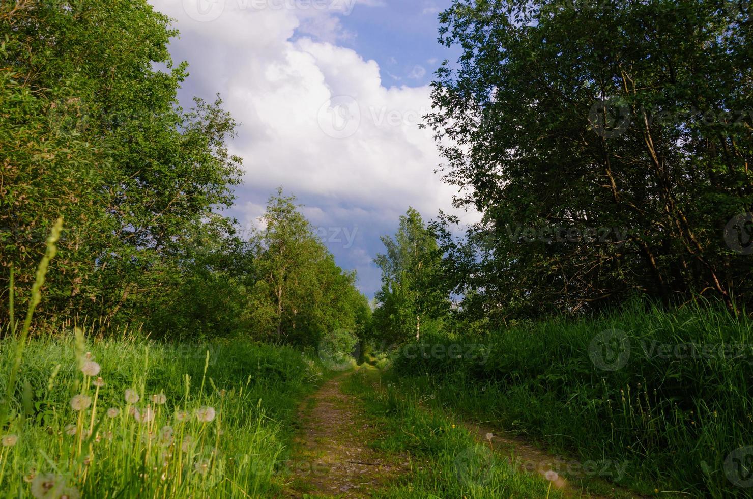 path in the forest with sunlight and blue sky photo