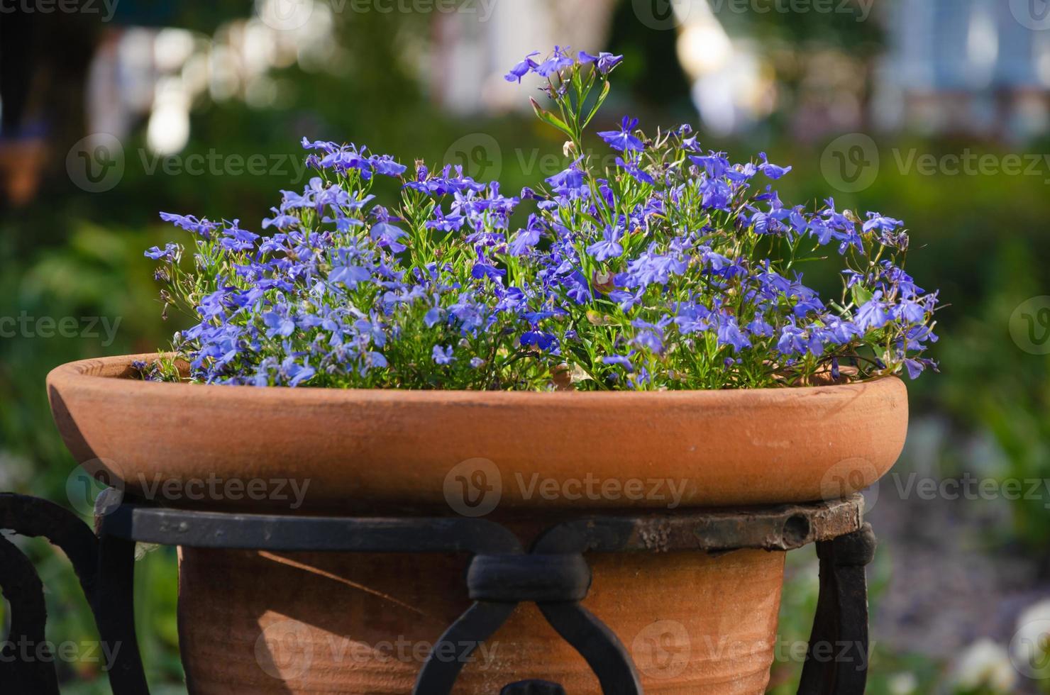 decoration of streets with flowers, landscape design. Blue little flowers in pots outside photo