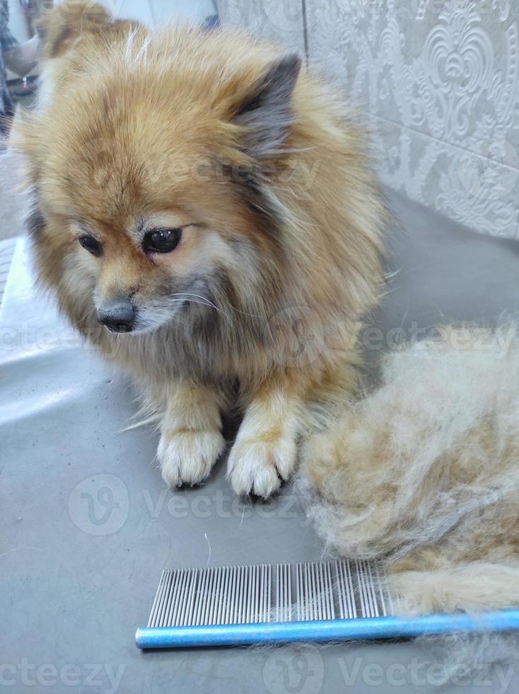 un perro spitz en la mesa de un peluquero después de un corte de pelo. hermoso perrito foto