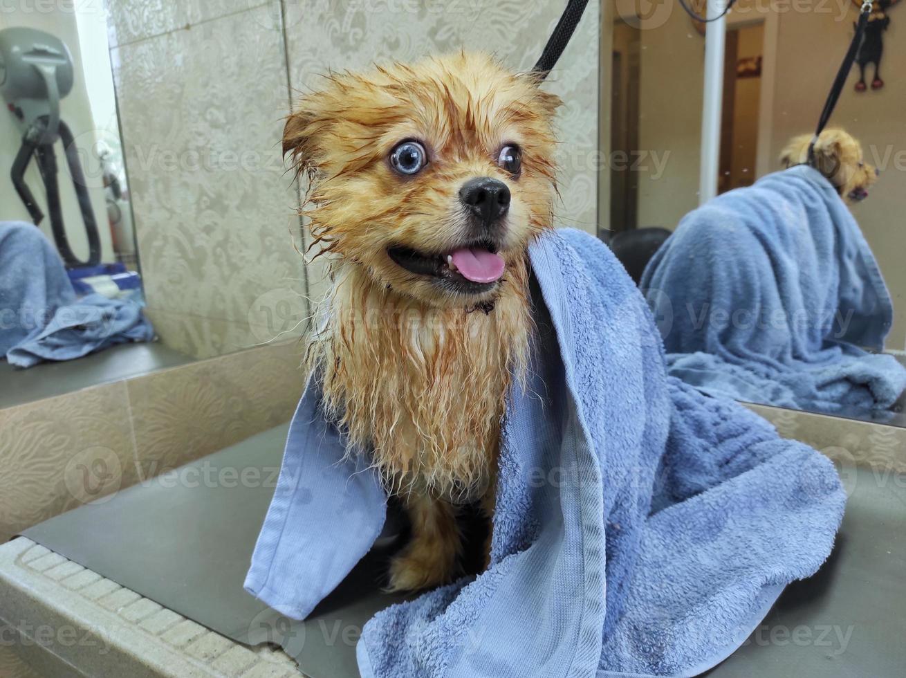 a wet dog after a bath stands on a table in a towel photo