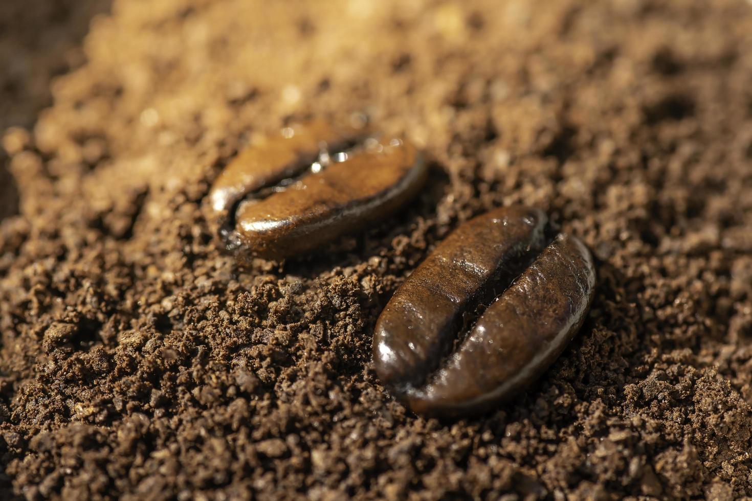 Coffee beans are placed on the coffee that has been crushed into a coarse powder. Prepare the brew. photo