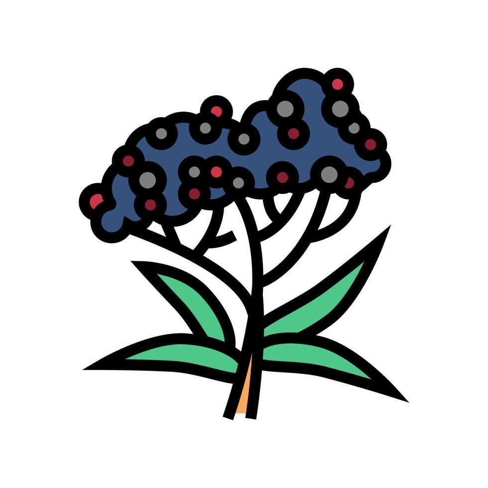 Ilustración de vector de icono de color de rama de árbol de saúco