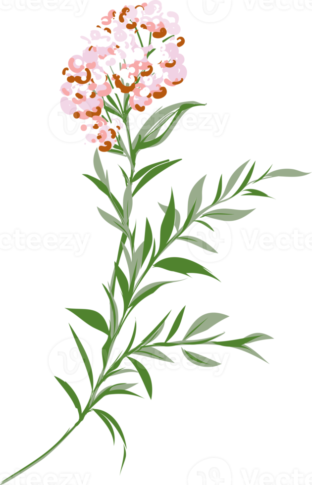 Hand drawn Meadow wild flower and leaves png