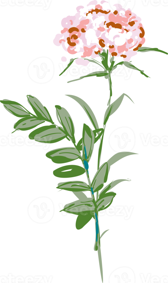 Hand drawn Meadow wild flower and leaves png