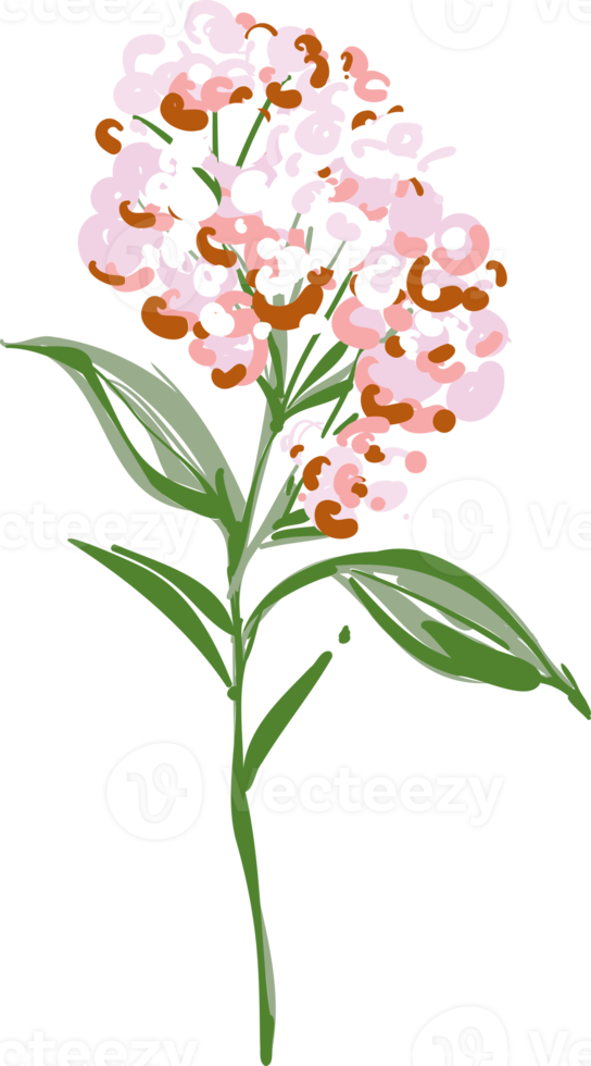 Hand drawn Meadow wild flower and leaves png