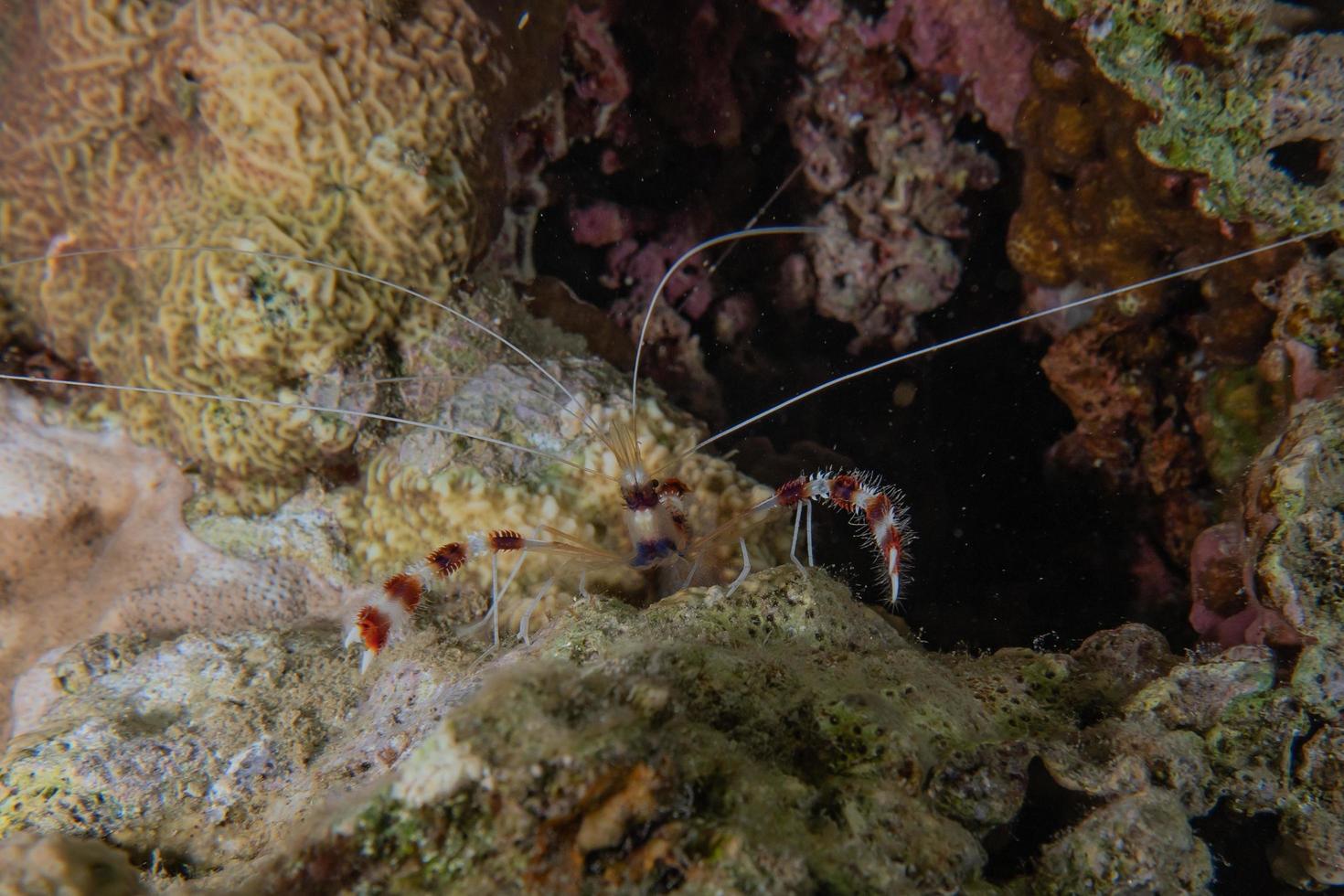 Crab in the Red Sea Colorful and beautiful, Eilat Israel photo