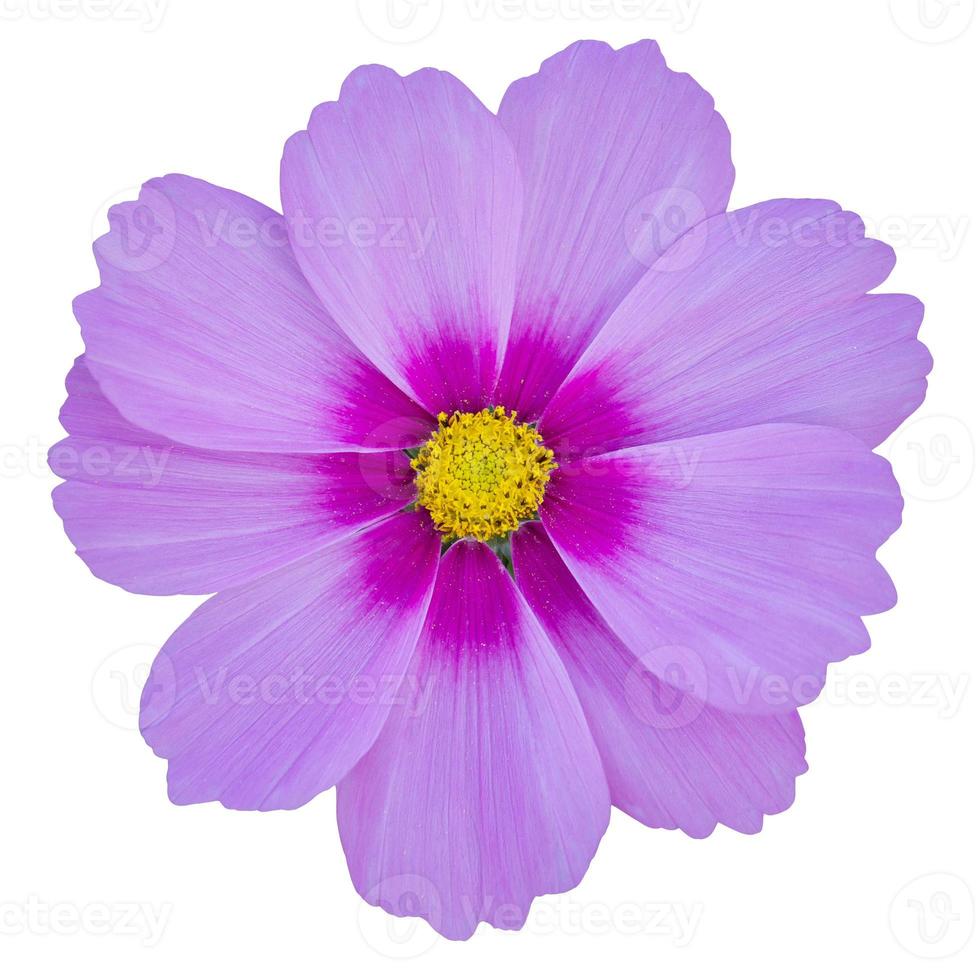 blue cosmos flower isolated on white with clipping path photo