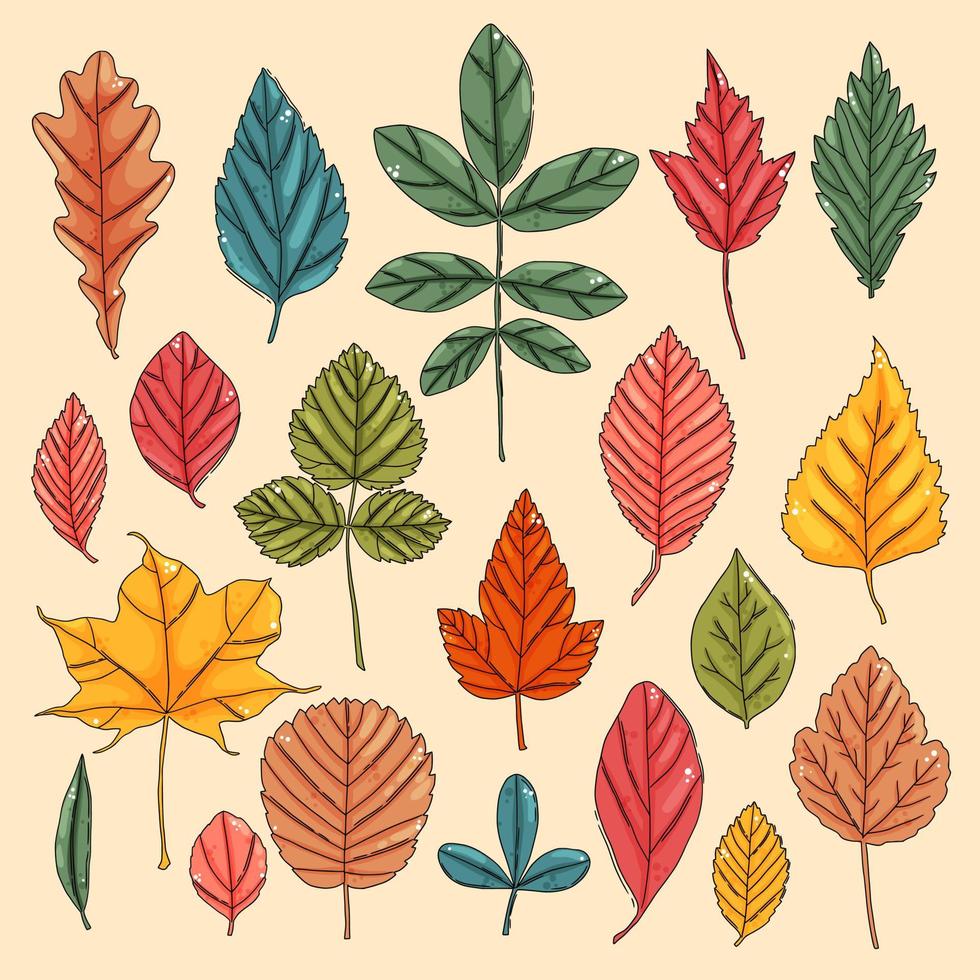 Autumn leaf set. Coloured tree leaves vector