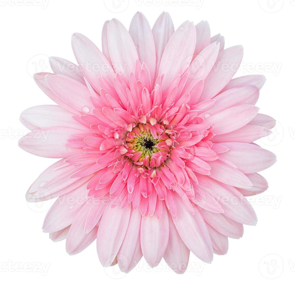 pink gerbera flower isolated on white with clipping path photo