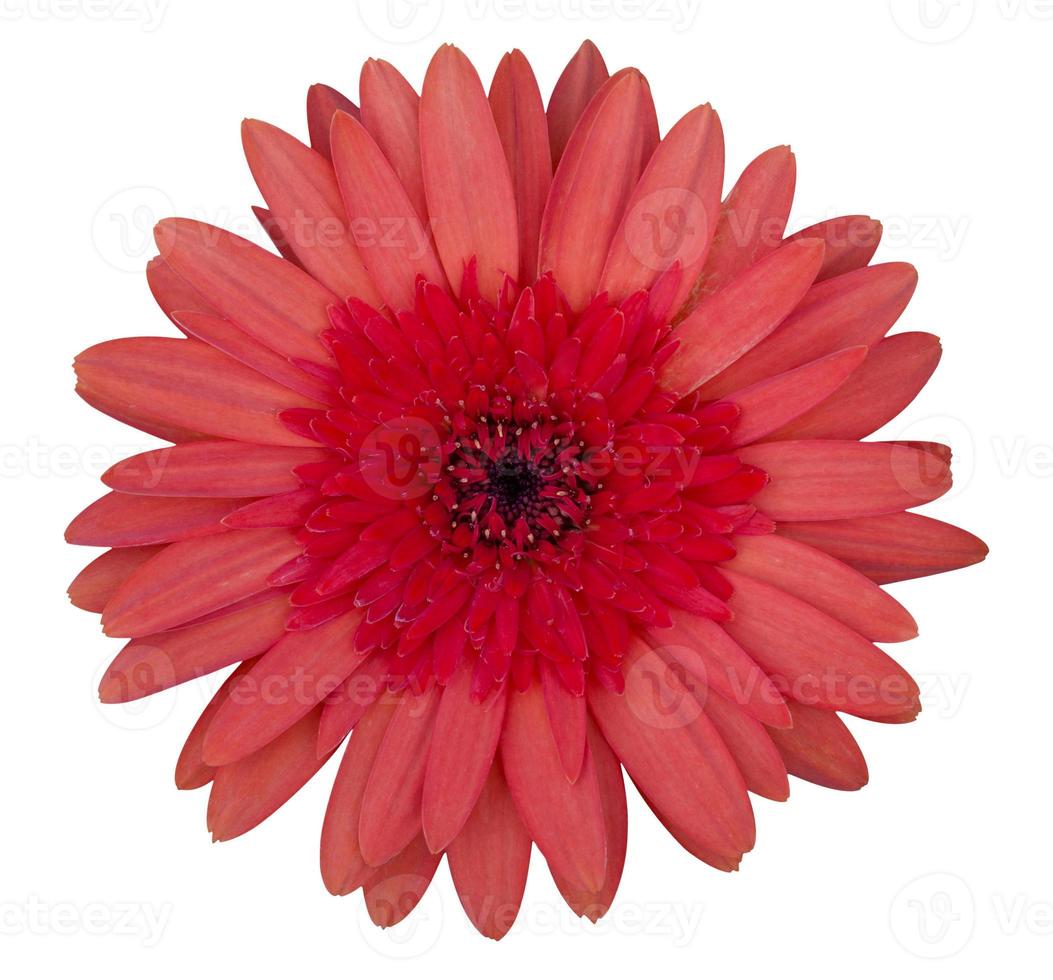 red gerbera flower isolated on white with clipping path photo