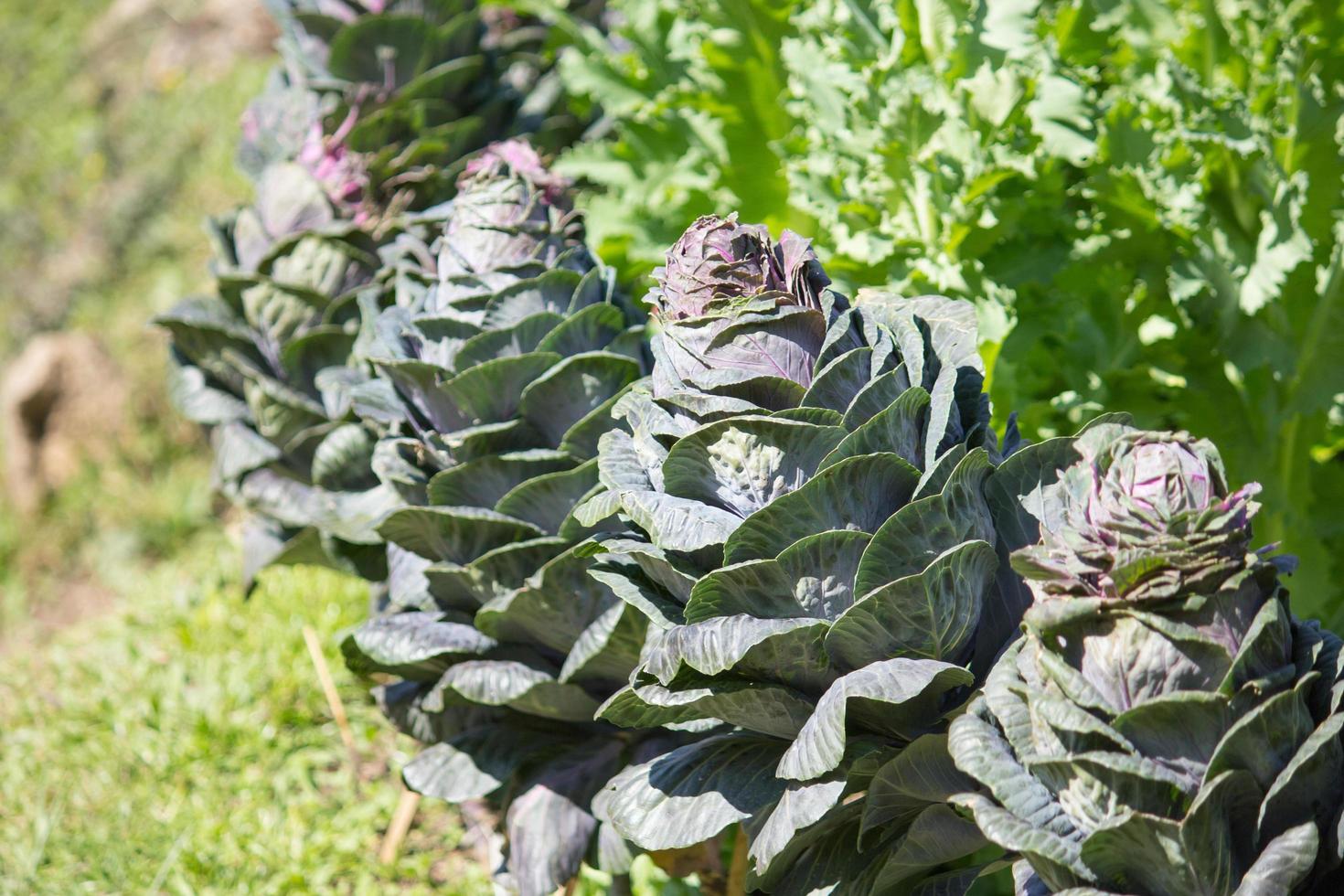 Ornamental cabbage in a garden photo