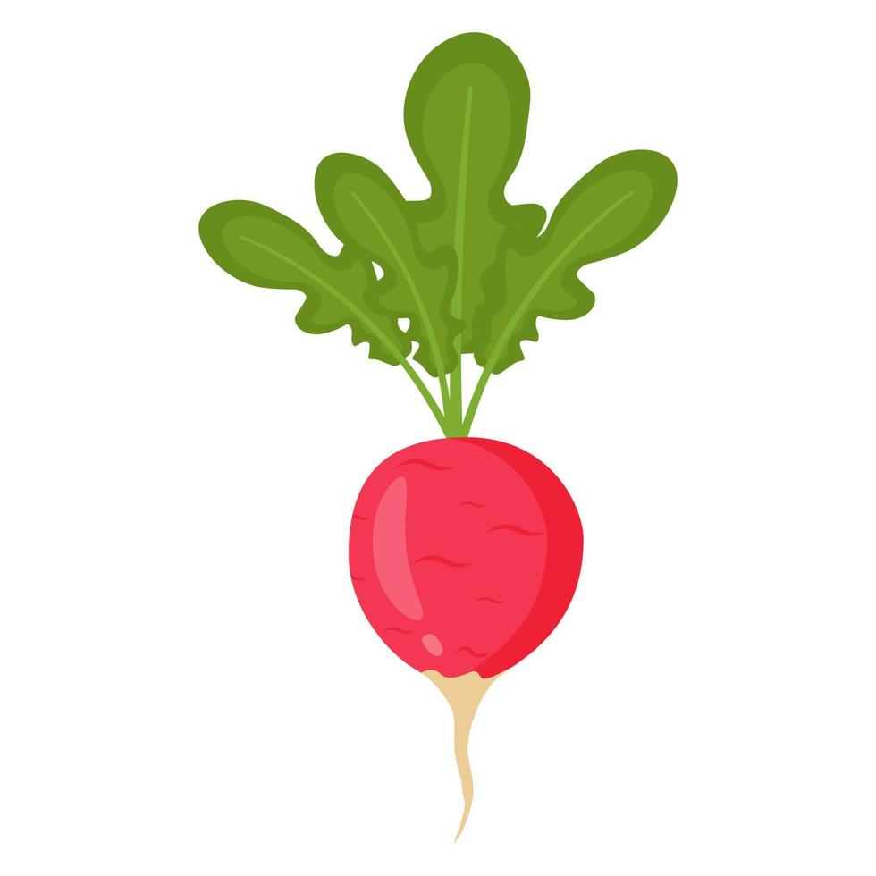 Radish. Vector illustration.