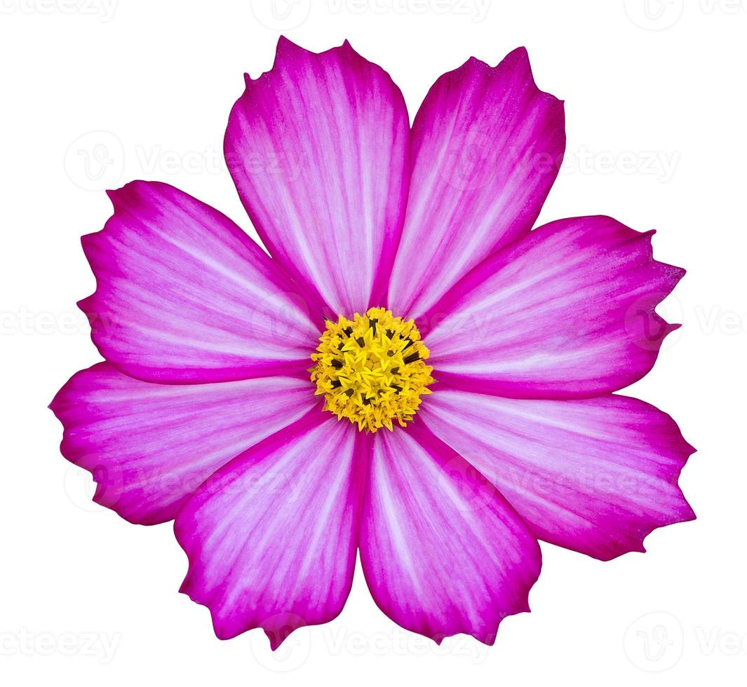 purple cosmos flower isolated on white with clipping path photo