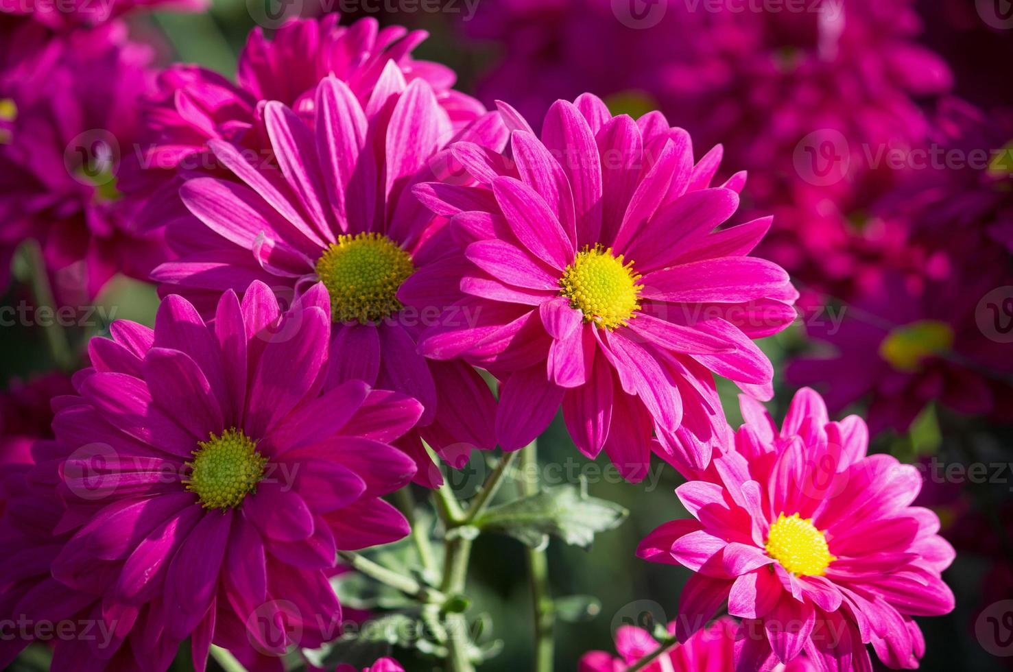pink chrysanthemums daisy flower 10224894 Stock Photo at Vecteezy